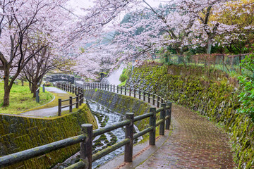 Footpath with pink cherry tree at Okawachiyama village, Imari