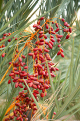 Clusters of red dates hanging amidst the green fronds of a date palm tree