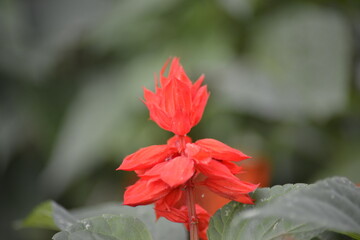 Flammen der Natur: Makro einer roten Gartenblume
