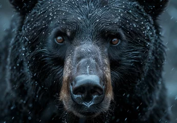 Foto op Plexiglas Capture stunning close-up portraits of wild animals, showcasing their majestic beauty and captivating expressions. Use shallow depth of field to emphasize the subject and create a cinematic effect © Nicat