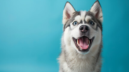 A happy dog with a blue background. The dog is smiling and has its tongue out. The blue background gives the image a calm and peaceful mood