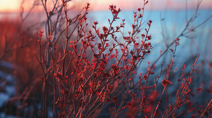 Wild red boxwood bush. Wild bush by the sea. Leafless shrubs at sunset. Selective focus close-up - obrazy, fototapety, plakaty