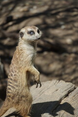 Meerkat Side Eye