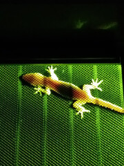 Transparent anole lizard night hunts in the porch light