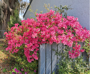 Large pink azalea bush blooming by a fence