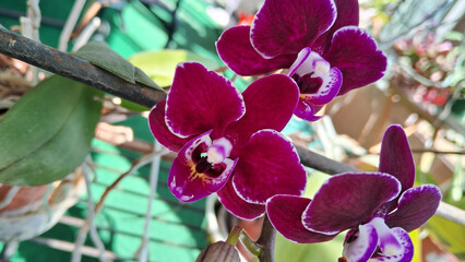 Miniature dark purple Phalaenopsis orchids