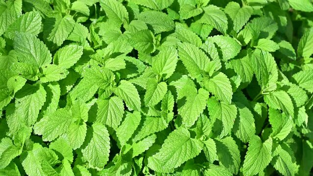 Fresh Lemon Balm Leaves Creating a Green Herbal Background