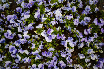 Flowerbed with many blue petunias top view