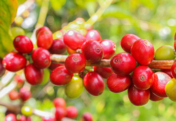 pepas de café, café colombiano