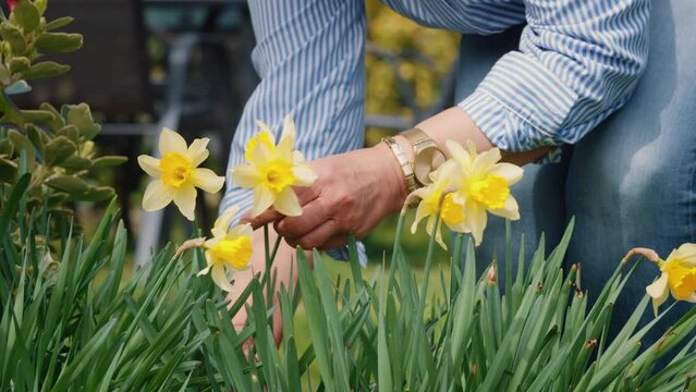 Gardner Cutting yellow Flowers at the spring time .