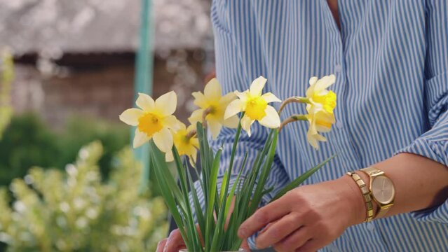 Gardner Cutting yellow Flowers at the spring time .