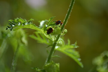 Tropfen auf grünem Blatt mit Insekten-Makroaufhnahme