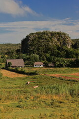 Farm at the foot of a small mogote -karst formation- in the Valle de Viñales Valley, with very few visible crops and some cattle grazing. Cuba-166