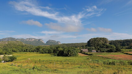 Farm at the foot of a small mogote -karst formation- in the Valle de Viñales Valley, with very few visible crops and some cattle grazing. Cuba-167