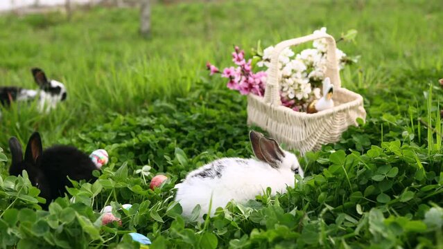 Adorable little Easter bunnies are eating grass next to Easter eggs and a wicker basket with spring flowers. Close up, slow motion. Traditional spring holiday.