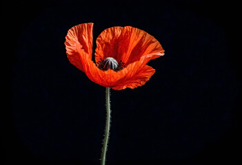 a red poppy isolated on a black background