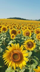 A panoramic view of a sunflower field at sunrise, with dew sparkling on the leaves and the warm light illuminating
