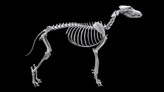 Full wolf skeleton in standing pose - side view