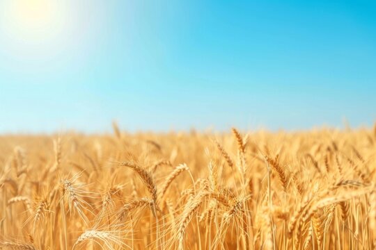 Panoramic view of a golden wheat field under a clear blue sky, emphasizing the vastness of the landscape
