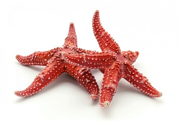 Starfish sitting on white surface, perfect for marine themes