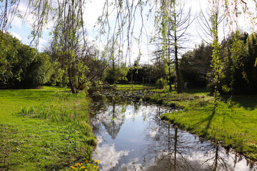lake with water lily leaves in spring park