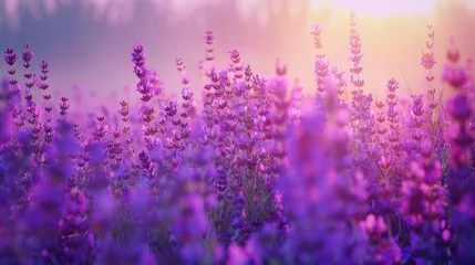  Colorful flowering lavandula or lavender field in the dawn light. A light morning mist at the background.  © Nicat