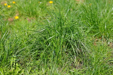 Green clump of the grass on the lawn