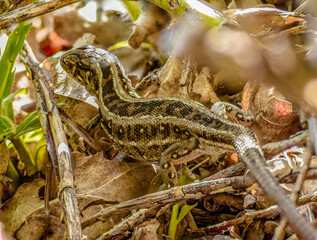 lizard over the grass