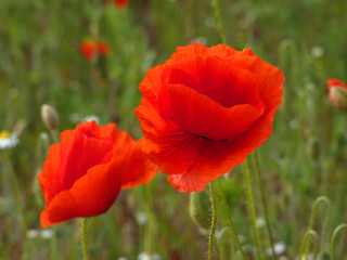 Obraz premium Poppies in Rostock Brinckmansdorf (Germany)