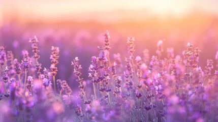 Lavender flowers field in summer. Selective focus in the front, shallow dof.