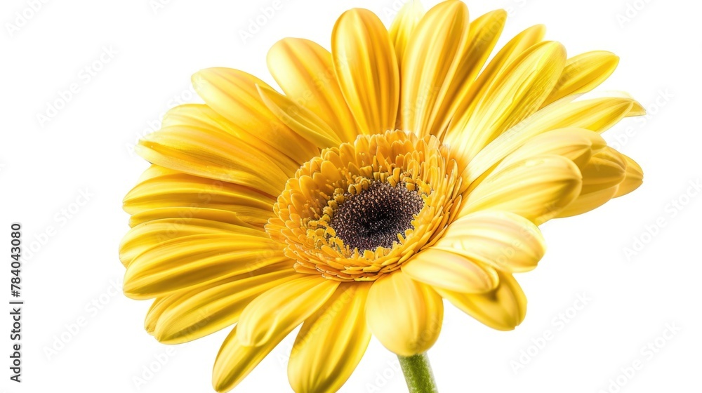 Poster close up of a yellow flower on a white background. suitable for various design projects