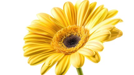 Close up of a yellow flower on a white background. Suitable for various design projects