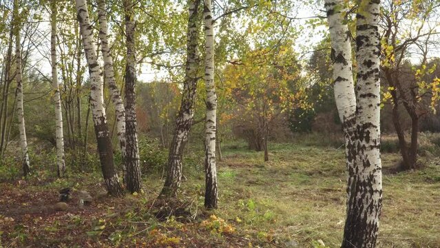 White-variegated, textured trunks of birch trees in an autumn landscape on a windy day. Tree branches and leaves swaying in the wind wildly. 