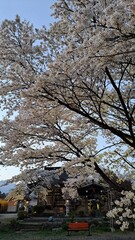 桜　cherry blossom 