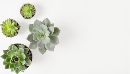 Top view of different cacti and succulents, indoor plants in pots arranged on a white table. Mock up background with pots flowers and empty space for text. Generative AI - obrazy, fototapety, plakaty