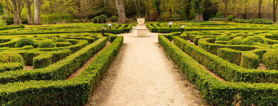Trimmed boxwood bushes in an old garden	