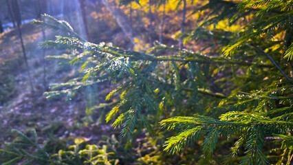 SUnlight in dark fir tree woods at golden hour. Sun rays in pine tree forest. Golden hour in...