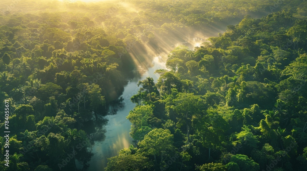 Poster sunlight filters through the mist, illuminating the lush greenery of a dense forest landscape