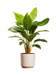Fototapeta na wymiar A potted houseplant with green leaves adds a touch of nature to your home decor