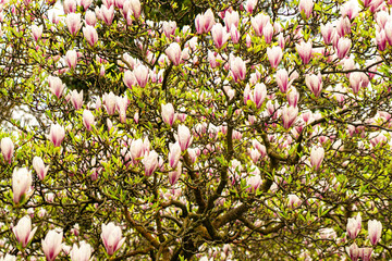 White magnolias in the spring garden	