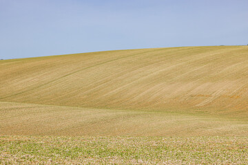 Sussex farmland in early spring, with crops beginning to emerge on the hills