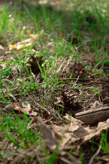 pine cone in the forest