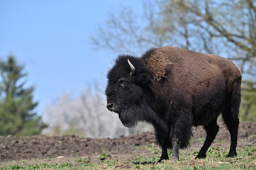 European bison, farm 