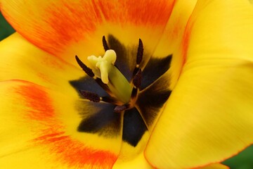 Close-up of a pistil, anthers, and petals of a tulip
