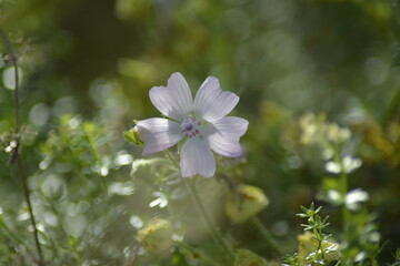 Zarte Hellblaue Blüte in natürlicher Umgebung
