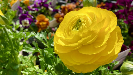 Bright yellow ranunculus in flower beds