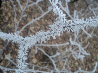 frost on the branches