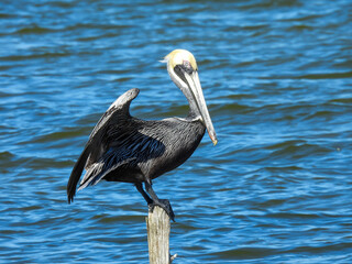 Brown pelican on a post in the Merritt Island Wildlife Refuge in Florida