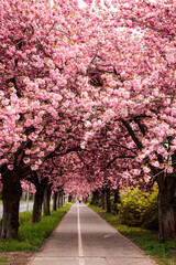 Sakura Alley. Blooming rose trees in the park. Spring Nature