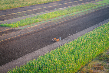 Luxor, Egypt - October 27, 2022. View from a Balloon of a man cultivating a land with cows in the Valley of the Queens.